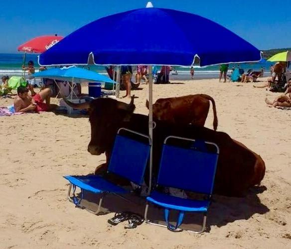El Estrecho Apartamento Tarifa